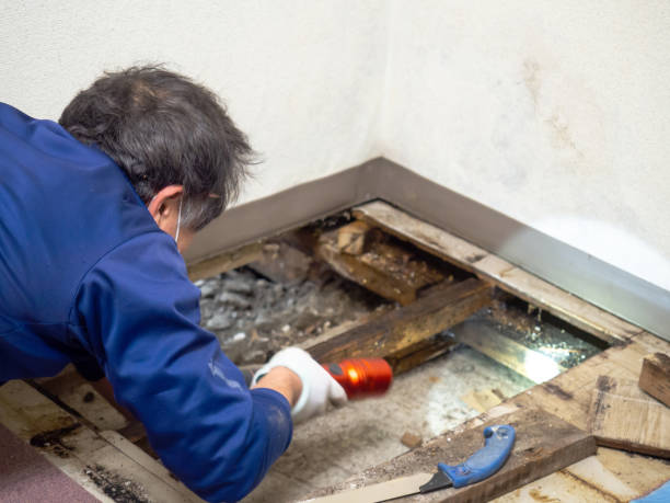 Best Mold Damage Repair  in Lake Secession, SC