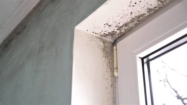 Best Residential Mold Removal  in Lake Secession, SC