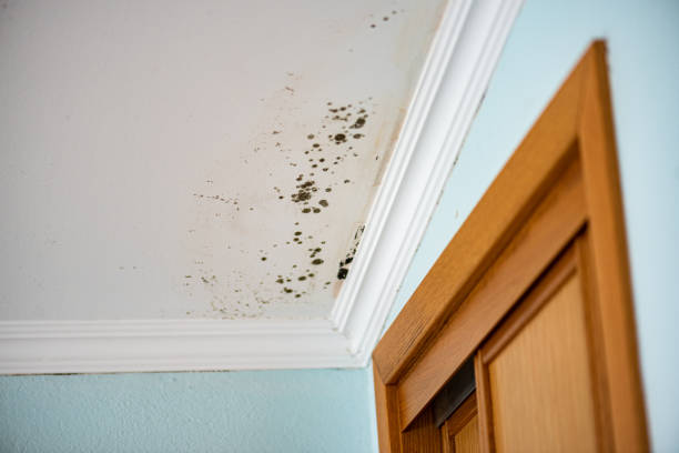 Best Office Mold Removal Services  in Lake Secession, SC