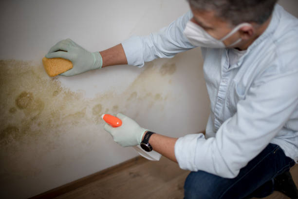 Professional Mold Removal in Lake Secession, SC