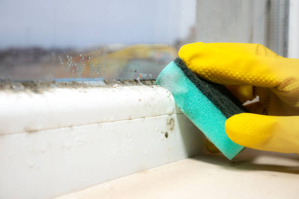 Mold Removal and Inspection in Lake Secession, SC
