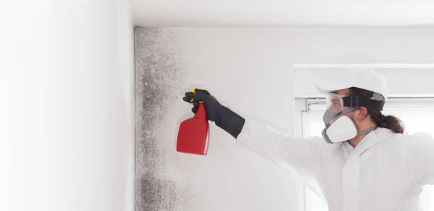 Crawl Space Mold Removal in Lake Secession, SC