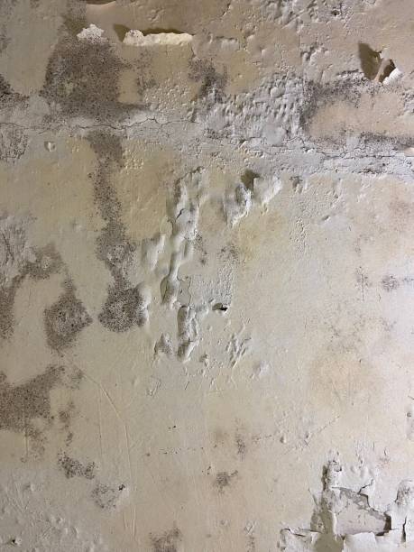  Lake Secession, SC Mold Removal Pros