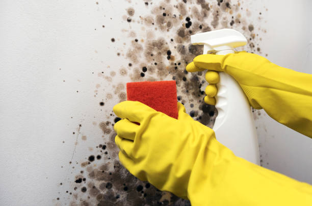 Best Emergency Mold Removal  in Lake Secession, SC
