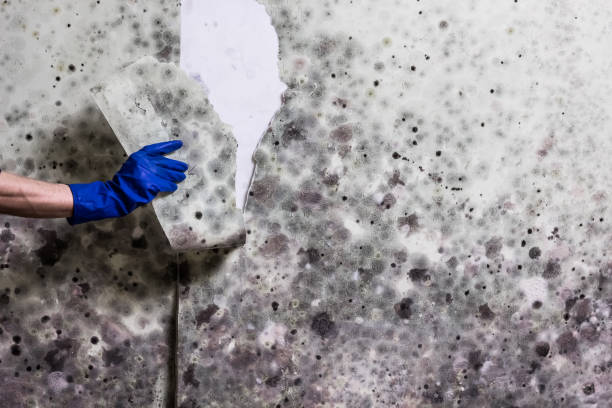 Best Office Mold Removal Services  in Lake Secession, SC