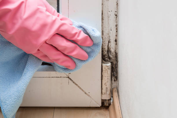 Best Black Mold Removal  in Lake Secession, SC